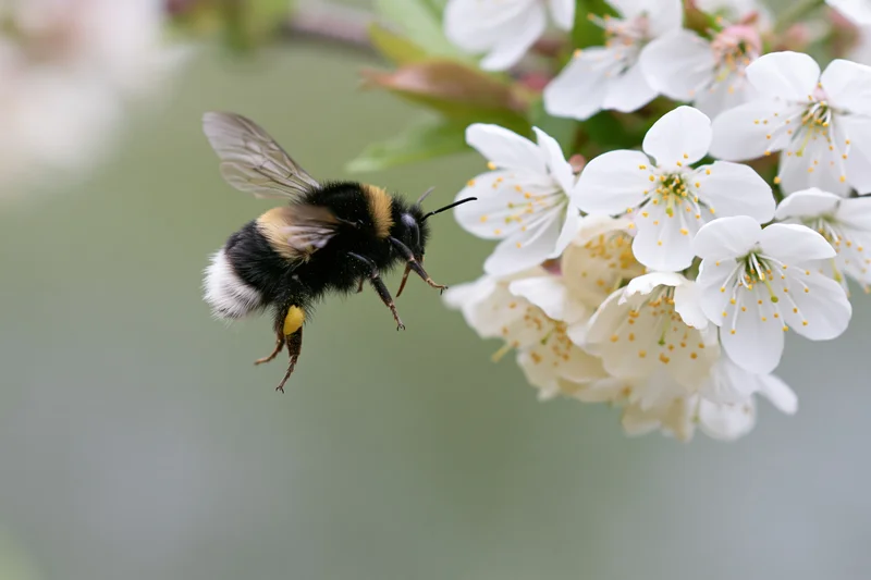 Bumblebee hovering near white cherry blossoms in spring garden