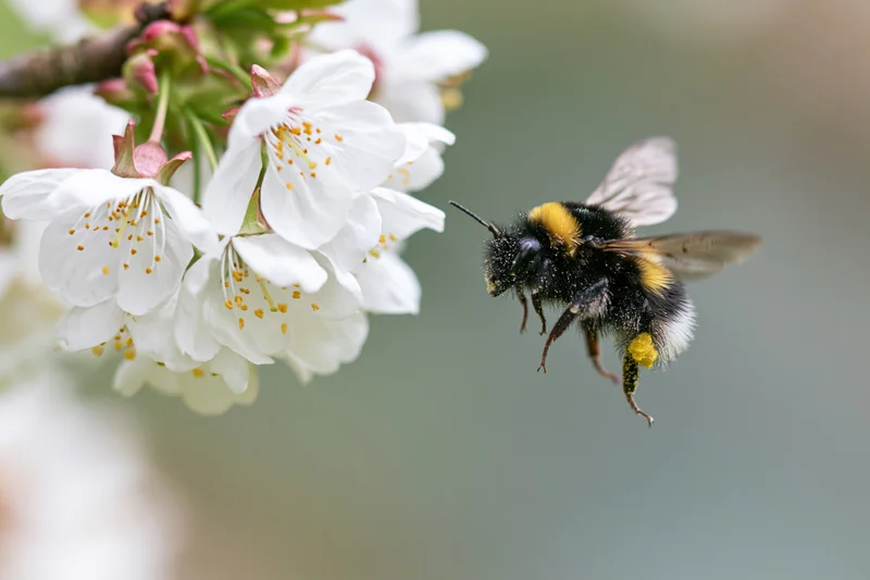 Bumblebee hovering in mid-flight near white cherry blossoms in spring garden