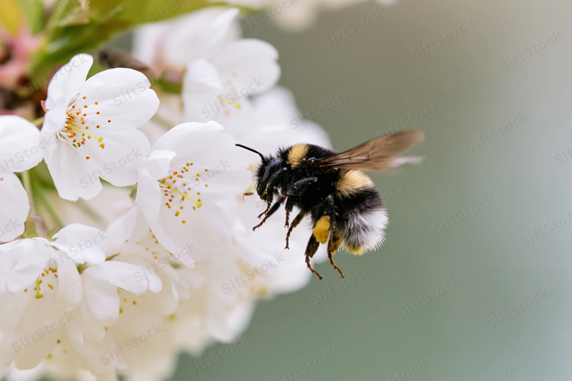 Bumblebee hovering near white cherry blossoms in spring garden