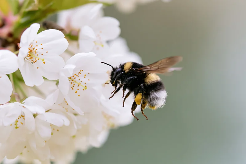 Bumblebee hovering near white cherry blossoms in spring garden