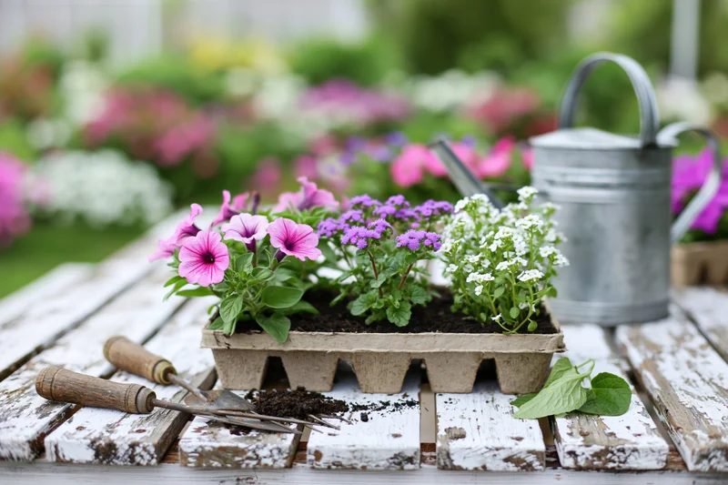 Cardboard tray with pink petunias, purple ageratum, and white alyssum seedlings on a weathered wooden table outdoors