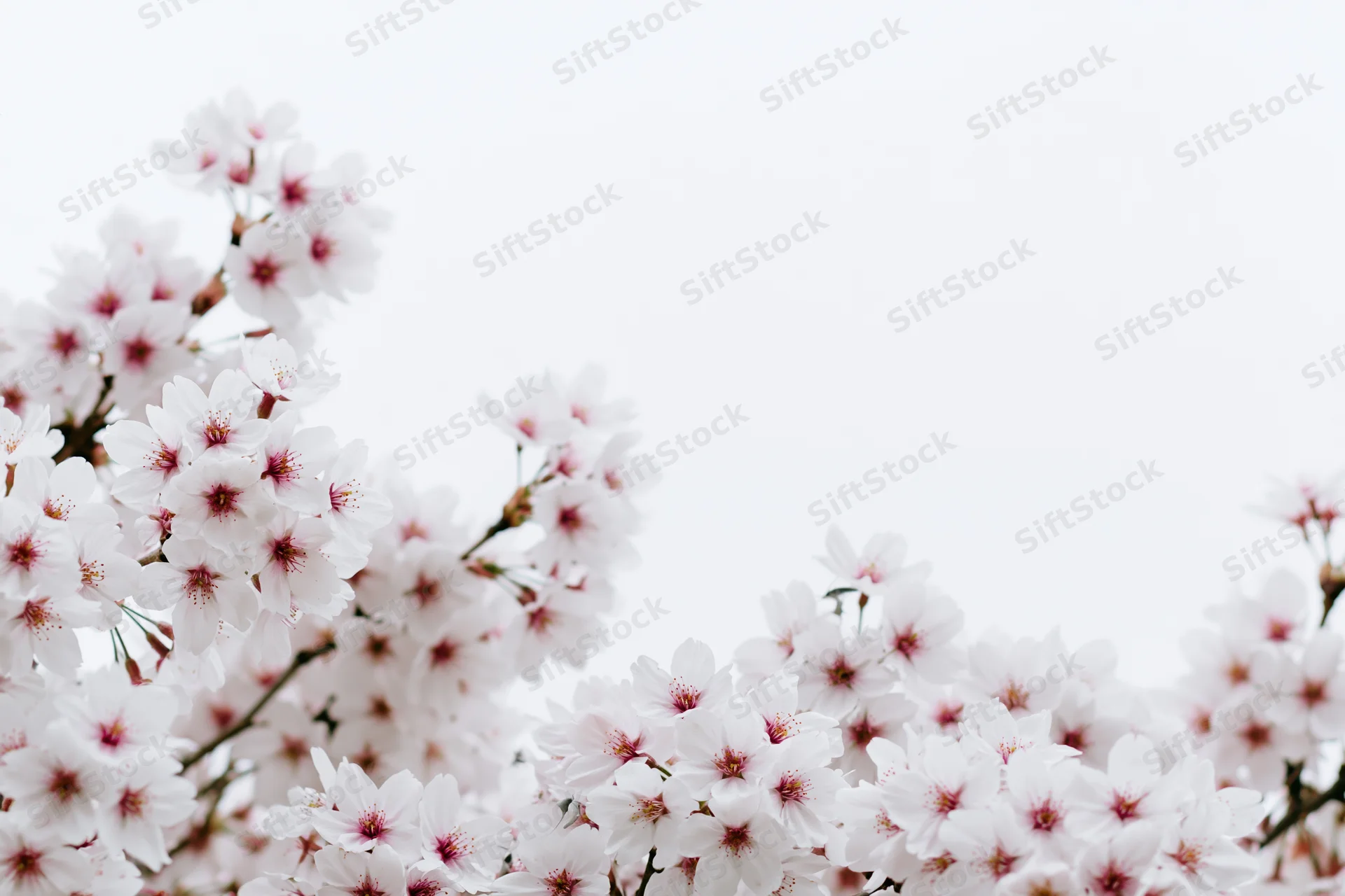 Cherry blossom branches blooming along the bottom edge against a bright sky