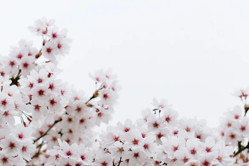 Cherry blossom branches blooming along the bottom edge against a bright sky