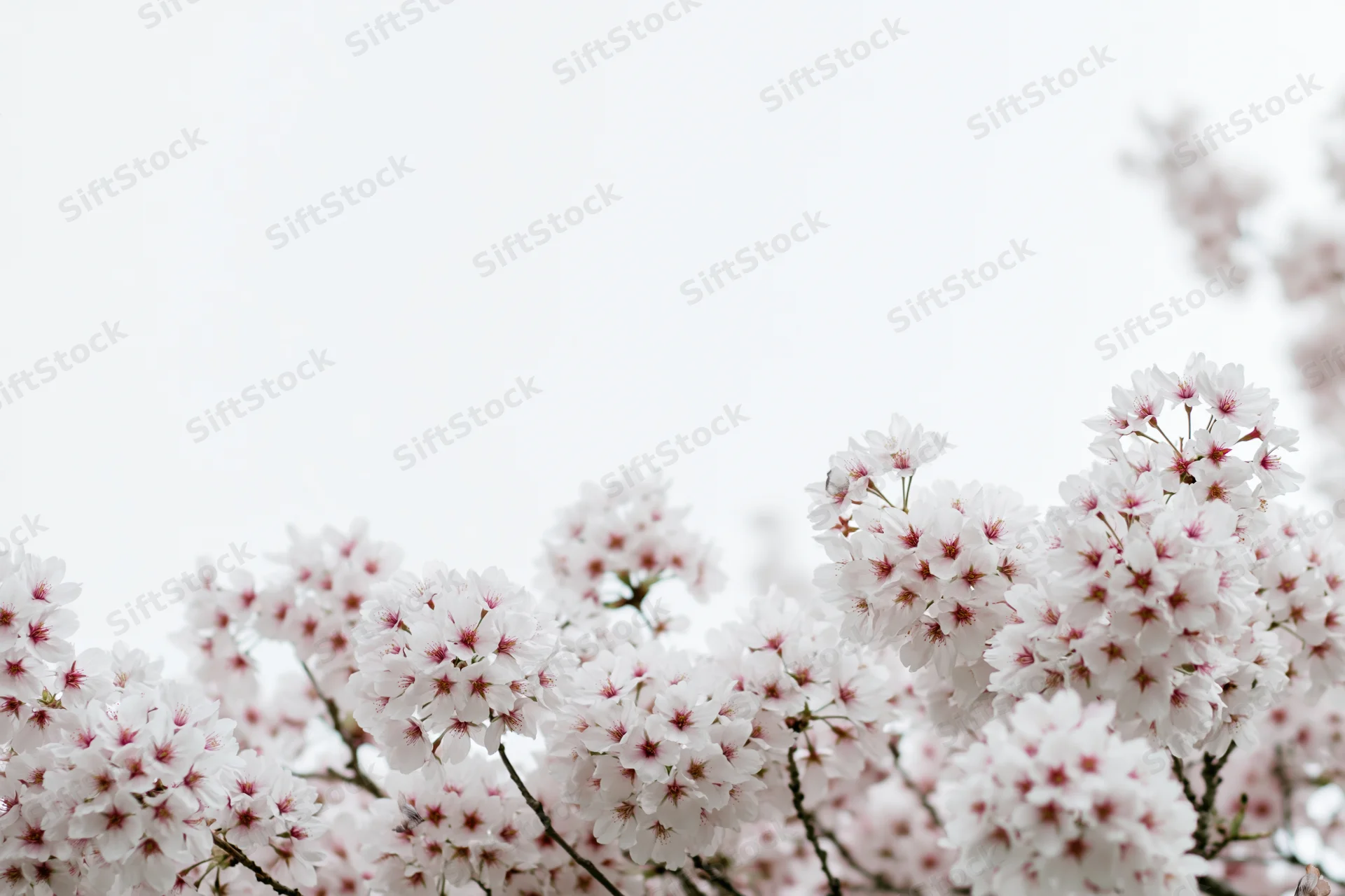 Cherry blossom branches blooming along the bottom edge against a soft white sky