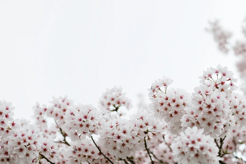 Cherry blossom branches clustered along the bottom edge of frame