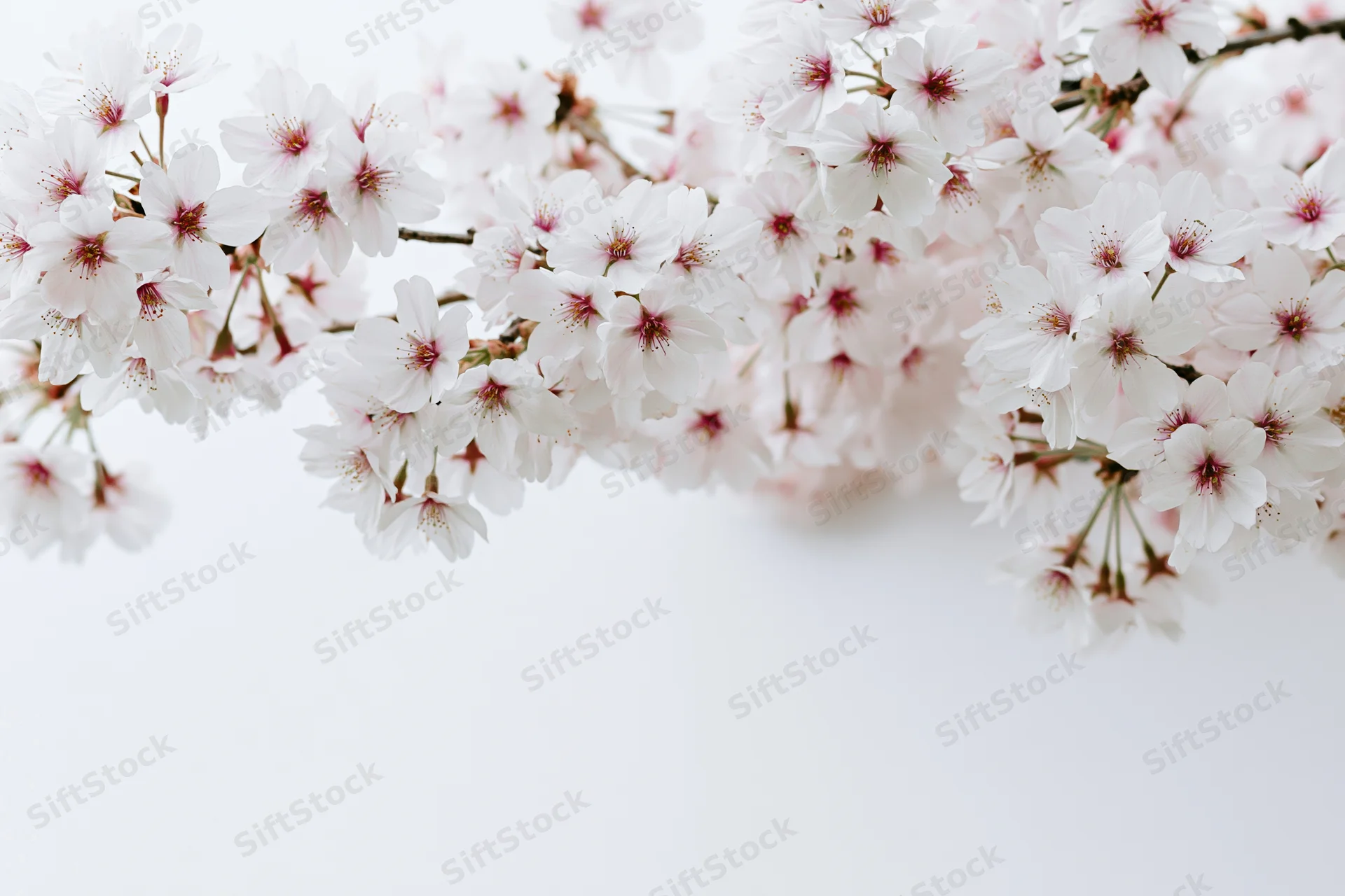 Cherry blossom branches blooming along the bottom edge against a white background