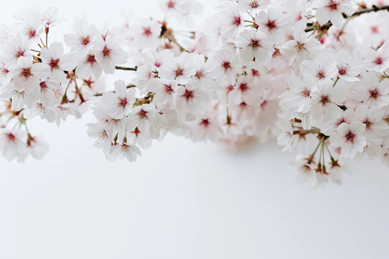 Cherry blossom branches blooming along the bottom edge against a white background