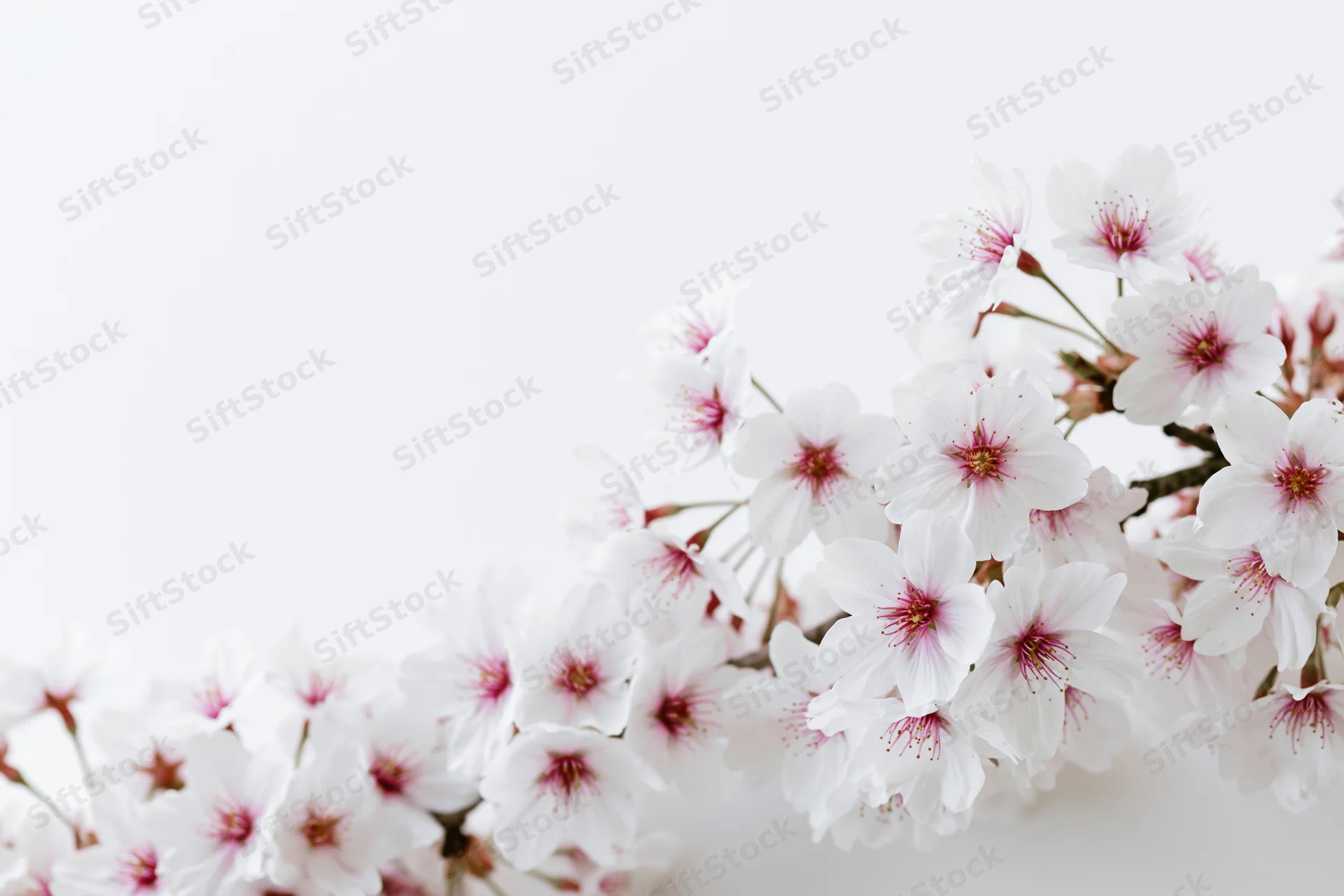 Cherry blossom branches blooming along the bottom edge against a white background