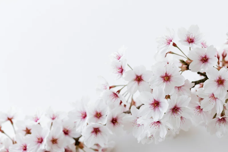 Cherry blossom branches blooming along the bottom edge against a white background