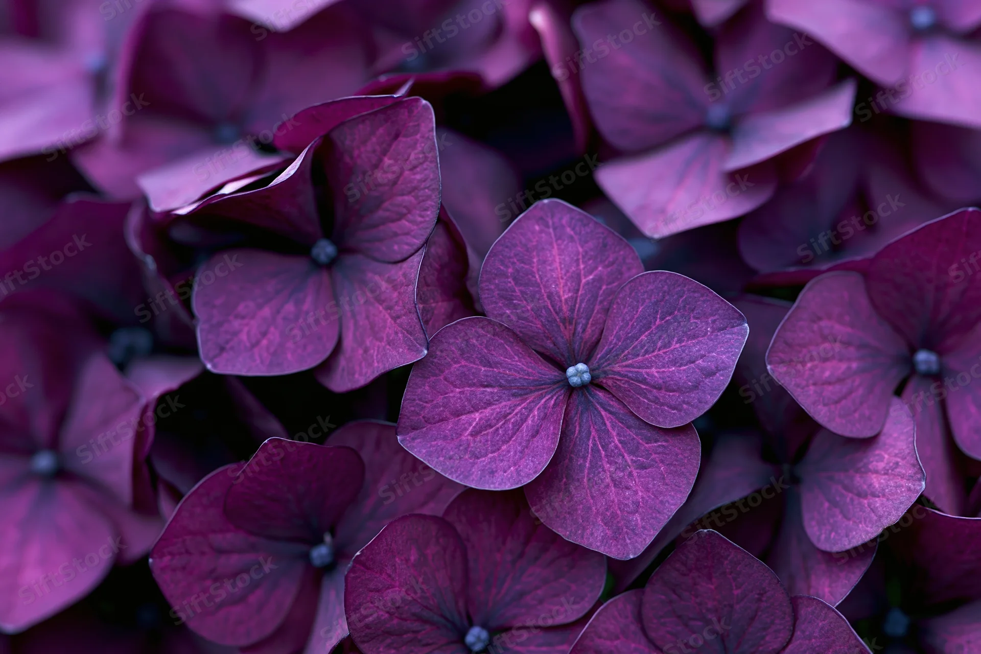 Close-up of deep purple hydrangea florets densely clustered in a natural floral arrangement