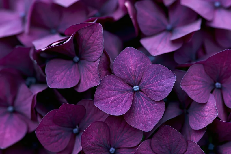 Close-up of deep purple hydrangea florets densely clustered in a natural floral arrangement