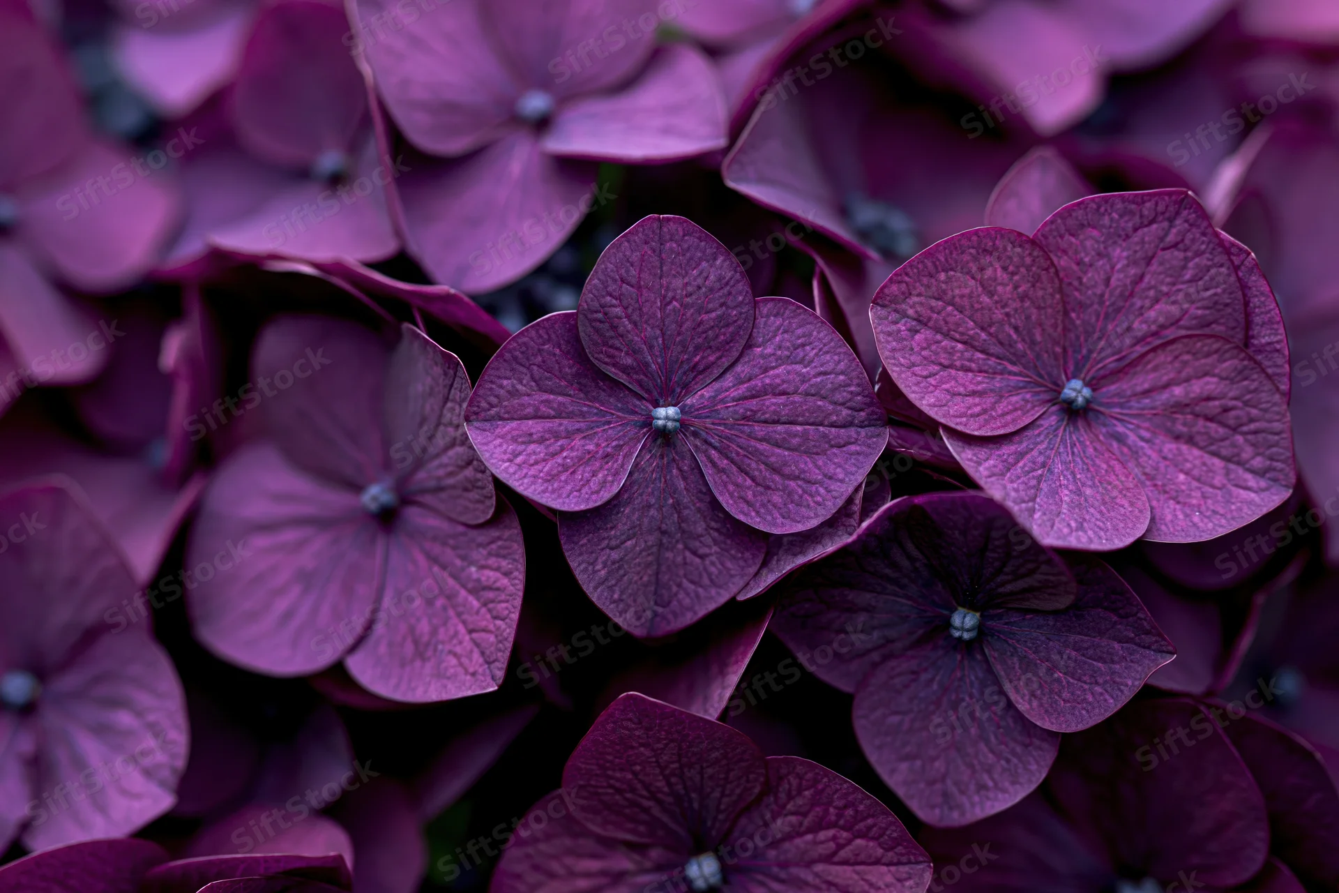 Close-up of deep purple hydrangea florets clustered together in a dense floral arrangement