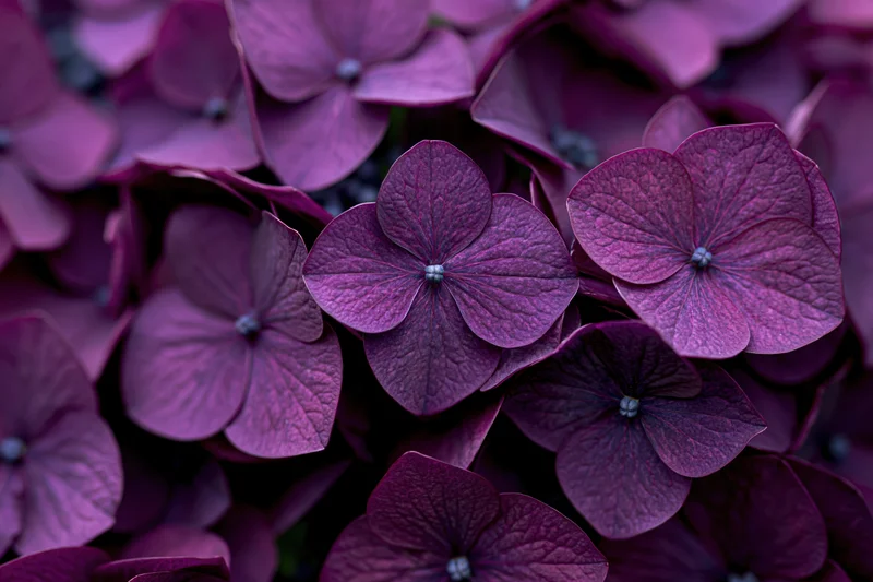 Close-up of deep purple hydrangea florets clustered together in a dense floral arrangement