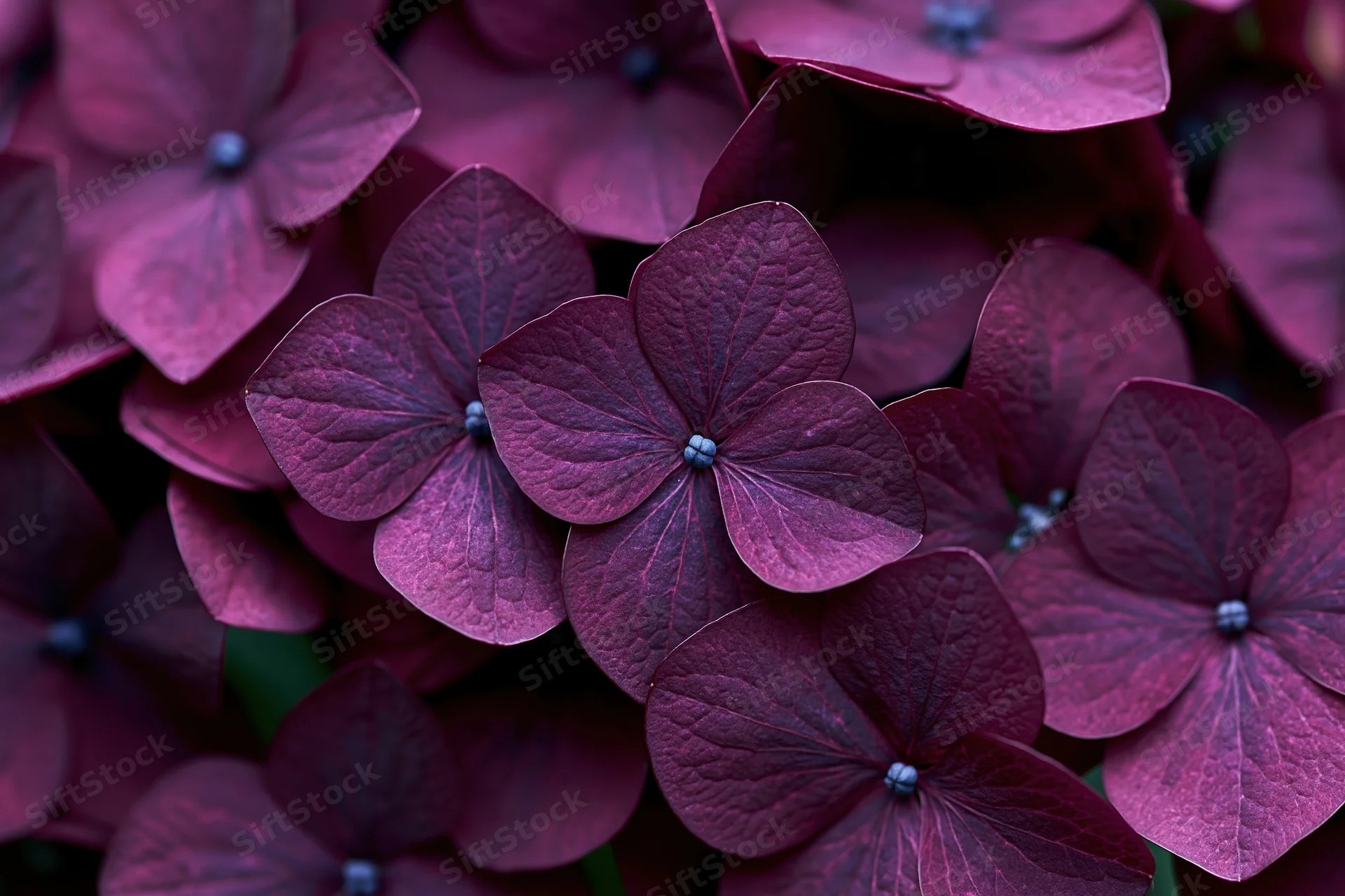 Close-up of deep purple hydrangea florets clustered together in a dense floral arrangement