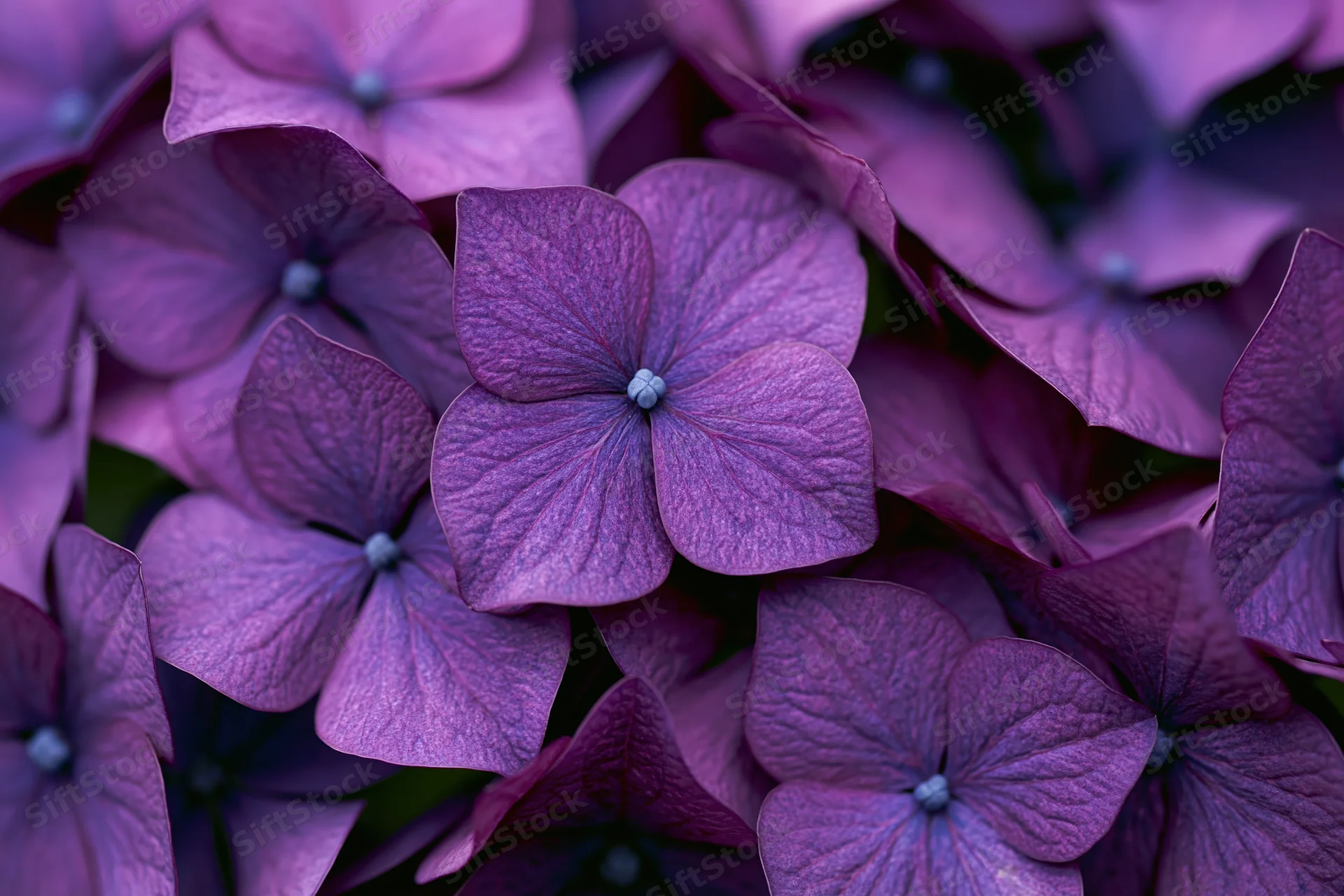 Close-up of deep purple hydrangea florets filling the frame with soft textured petals