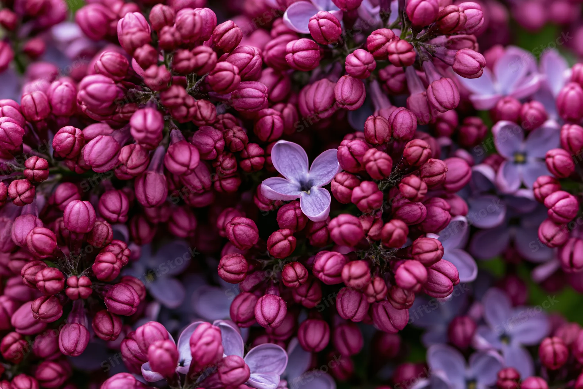 Dense clusters of lilac flowers in bloom, close-up macro view showing purple and pink buds and petals