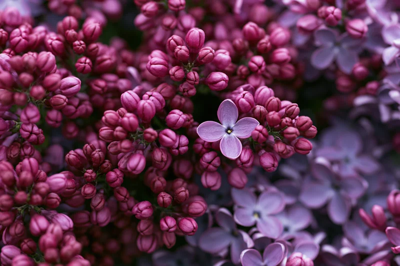 Dense clusters of lilac flowers in bloom, close-up macro view