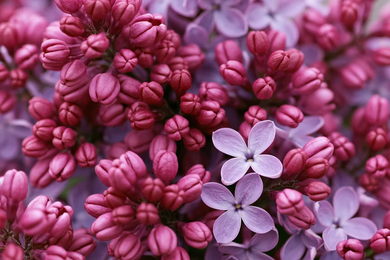 Dense clusters of pink and purple lilac blooms in close-up macro view