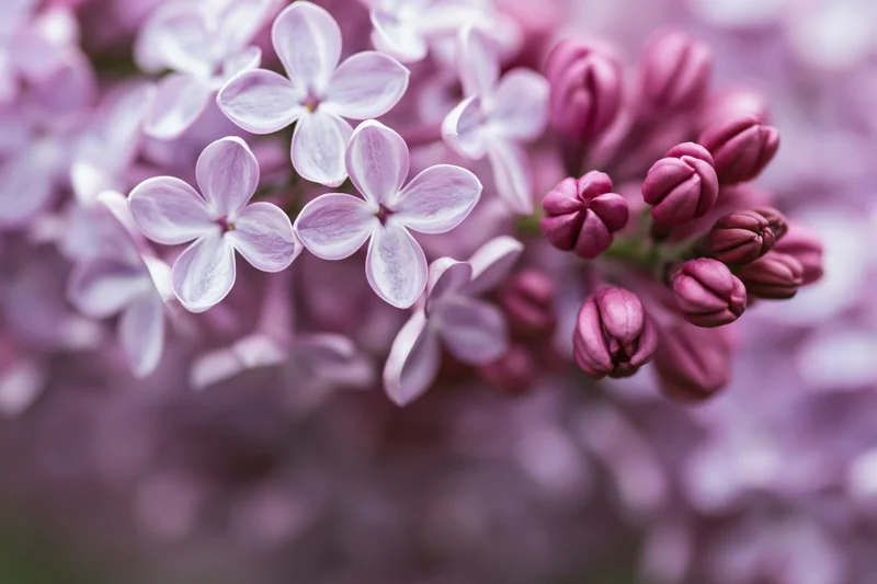 Close-up of lilac flower cluster with blooming and unopened buds in soft focus