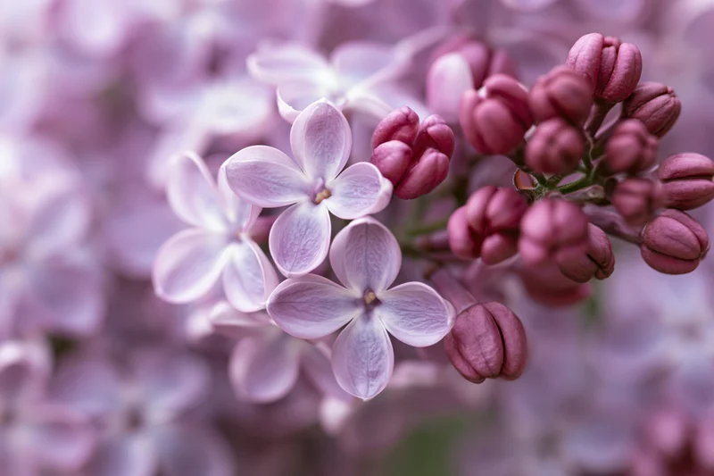 Close-up of lilac flower cluster with blooming and unopened buds in soft focus