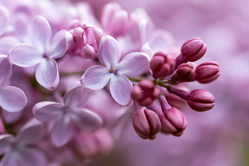 Close-up of lilac flower cluster with open blooms and buds in soft focus background