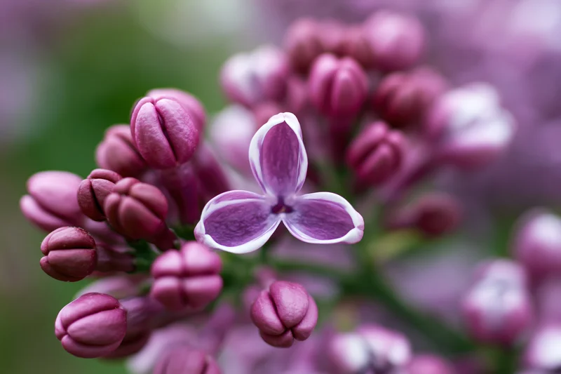 Close-up of a single open lilac flower among buds in a cluster