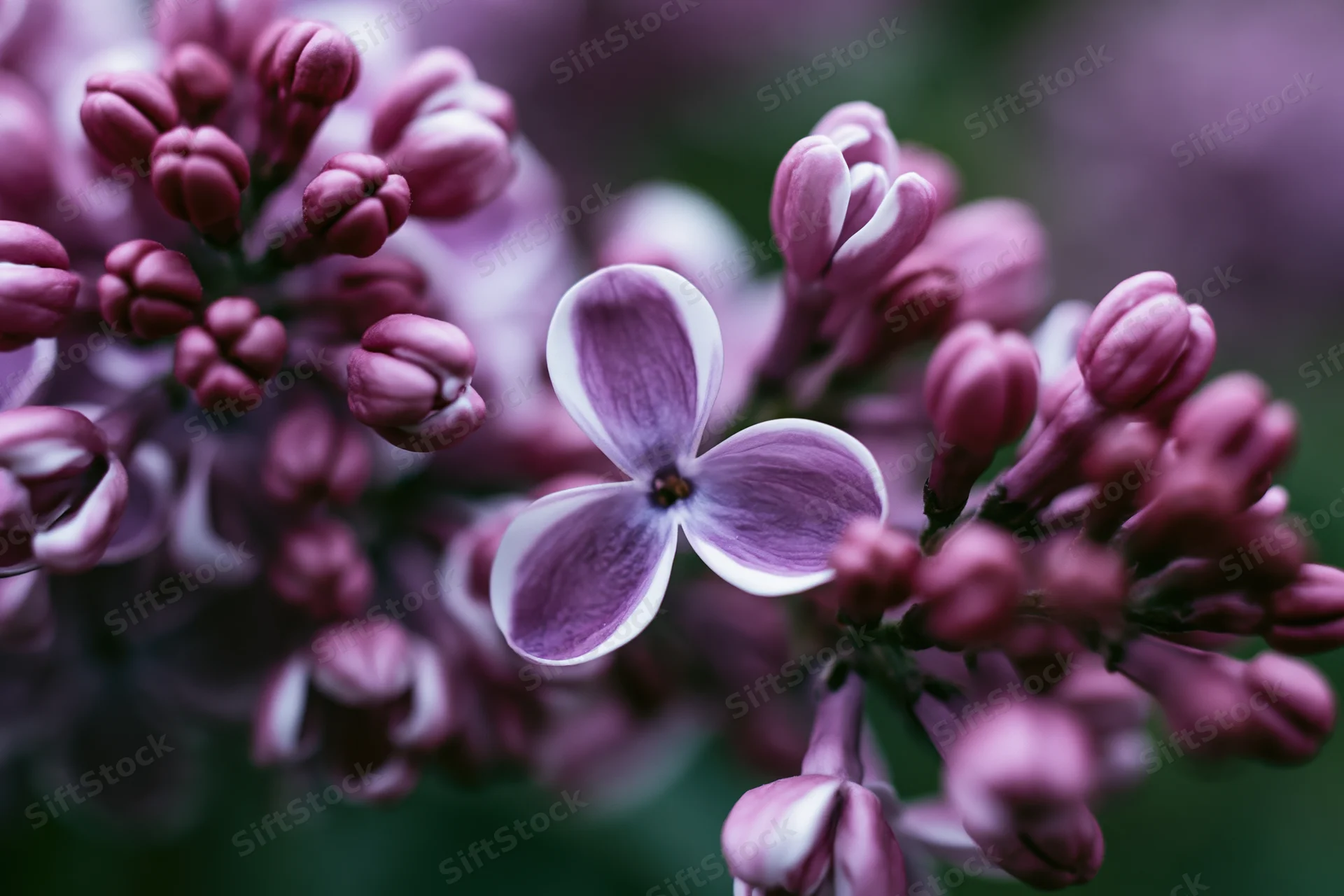 Close-up of lilac flower cluster with one fully open bloom in focus against blurred background