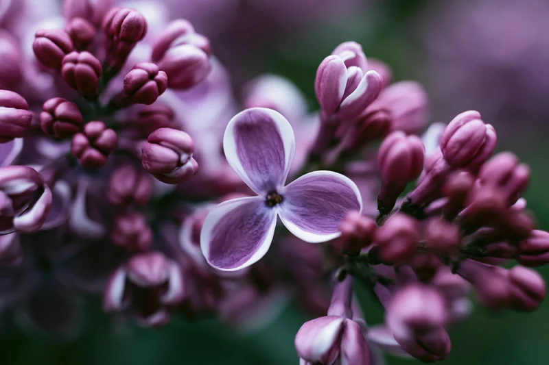 Close-up of lilac flower cluster with one fully open bloom in focus against blurred background