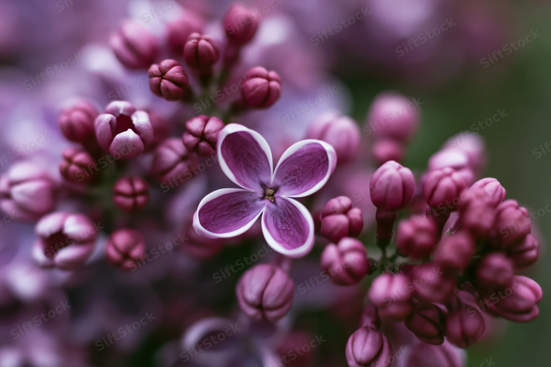 Close-up of a lilac flower cluster with one fully open bloom surrounded by buds in soft focus