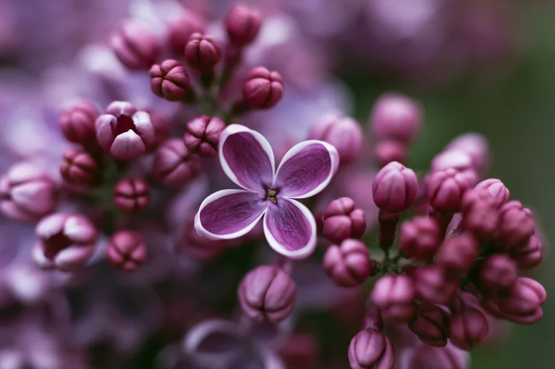 Close-up of a lilac flower cluster with one fully open bloom surrounded by buds in soft focus