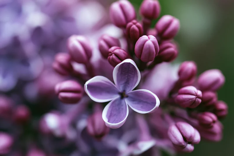 Close-up of a single open lilac flower among tightly packed buds in a cluster