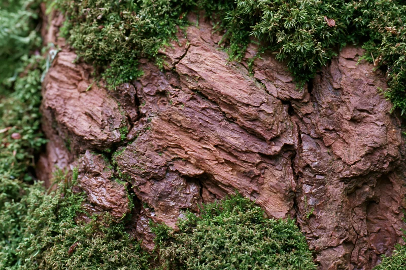 Weathered tree bark with deep fissures and green moss growth in forest setting