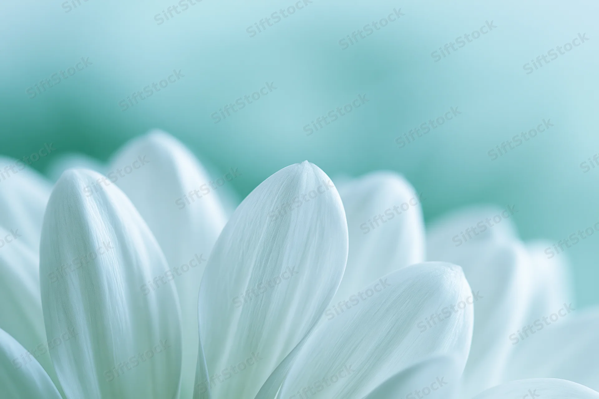 Close-up of white chrysanthemum petals with soft focus and mint green background