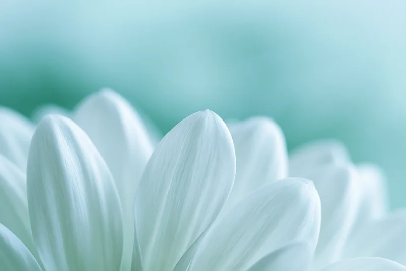 Close-up of white chrysanthemum petals with soft focus and mint green background