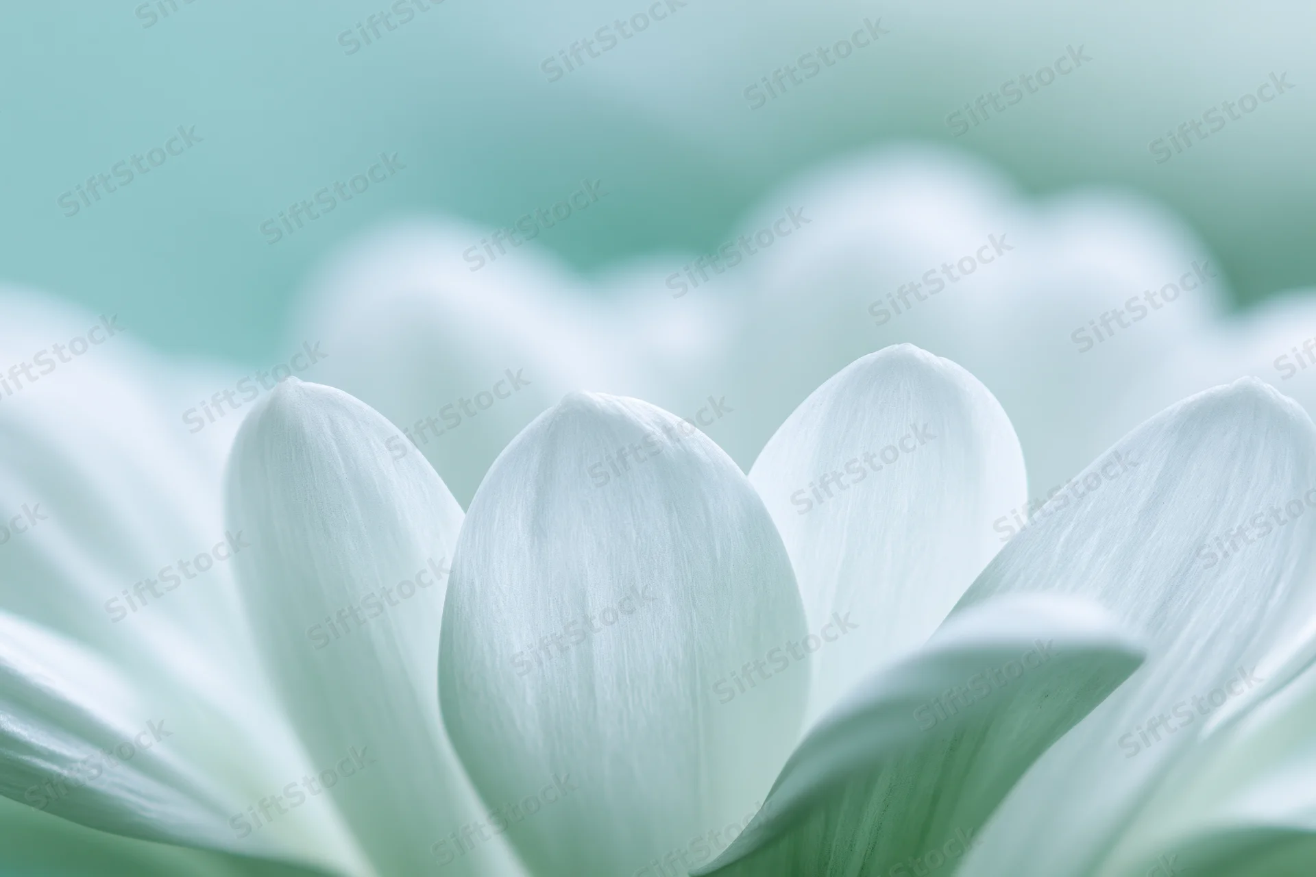 Close-up of white chrysanthemum petals with soft focus and mint green background