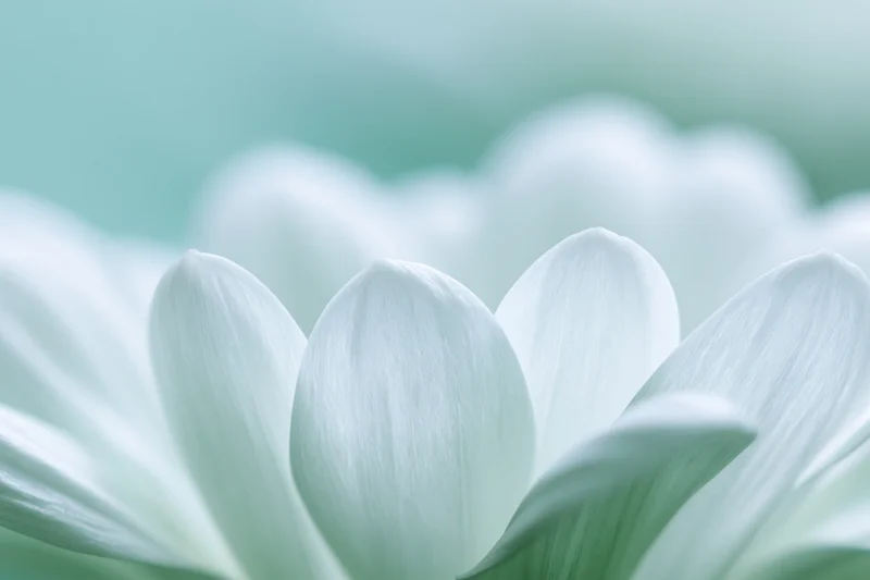Close-up of white chrysanthemum petals with soft focus and mint green background