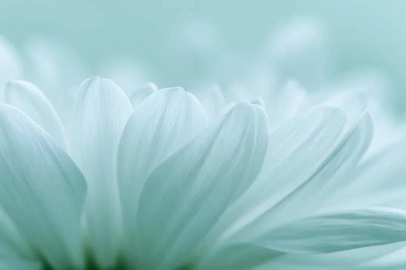 Close-up of white chrysanthemum petals with soft focus and pastel background