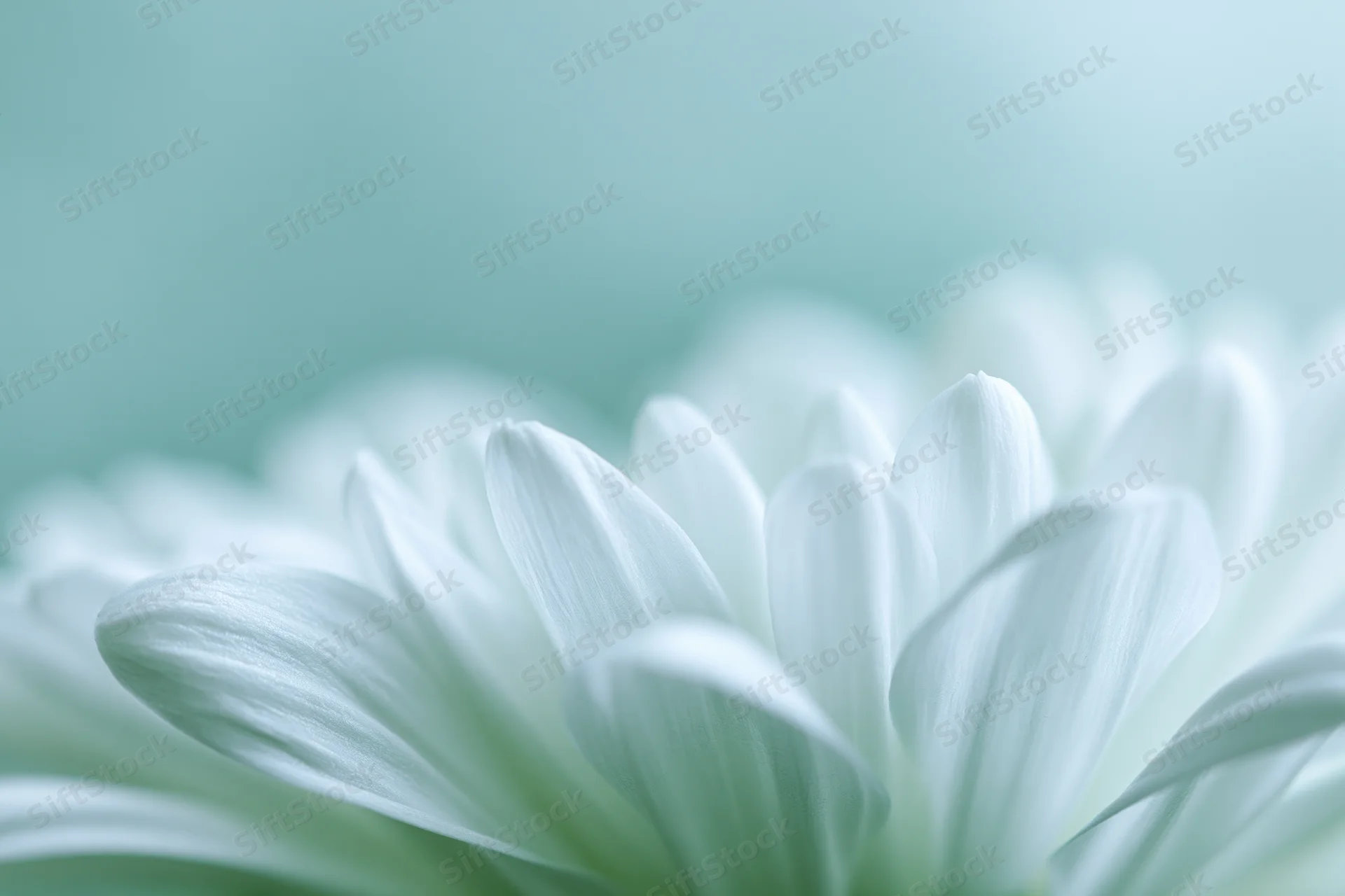 White chrysanthemum petals in soft focus against a mint green background