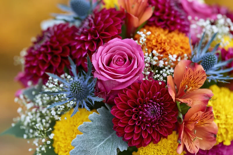 Close-up of a dense mixed flower bouquet held at eye level with roses, dahlias, alstroemeria, thistles and baby's-breath in vibrant colors