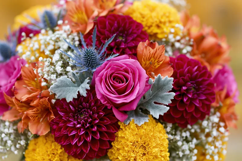 Close-up of a dense mixed flower bouquet with roses, dahlias, alstroemeria, thistle and baby's-breath in vibrant colors