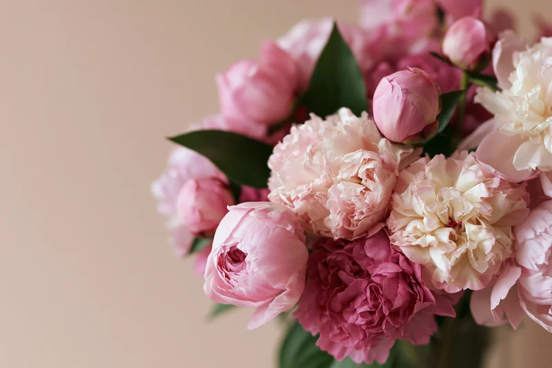 Close-up of a mixed bouquet of pink peonies in various stages of bloom with green leaves against a soft beige background