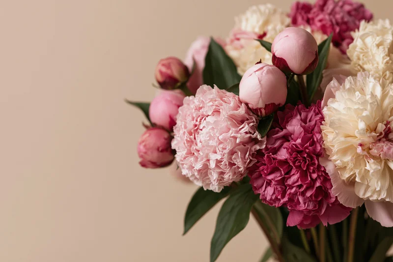 Mixed bouquet of pink peonies in various stages of bloom against a neutral background