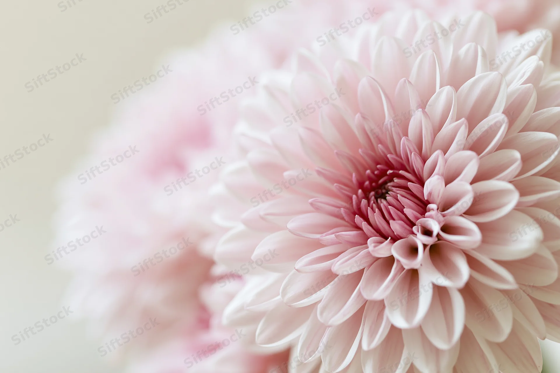 Close-up of a pale pink chrysanthemum bloom filling the lower frame with soft focus background