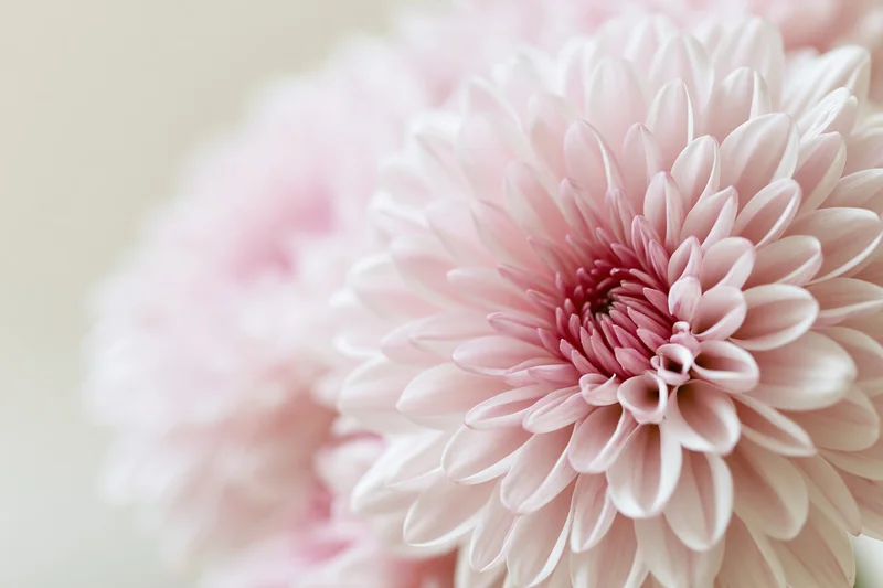 Close-up of a pale pink chrysanthemum bloom filling the lower frame with soft focus background