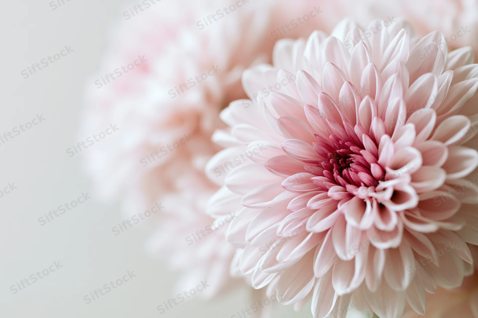 Close-up of a pale pink chrysanthemum bloom with soft layered petals and blurred background
