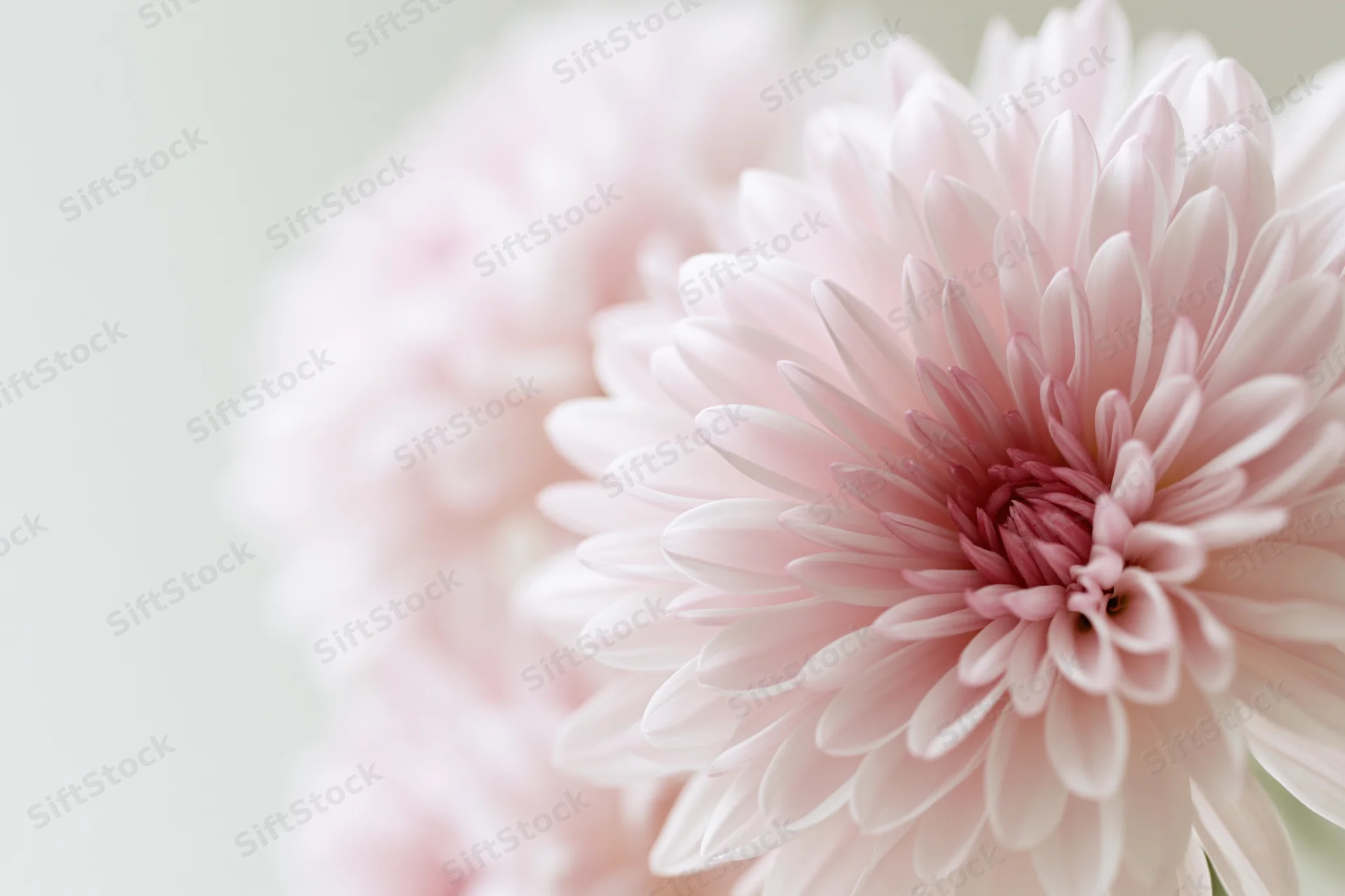 Close-up of a pale pink chrysanthemum bloom with soft focus background and copyspace