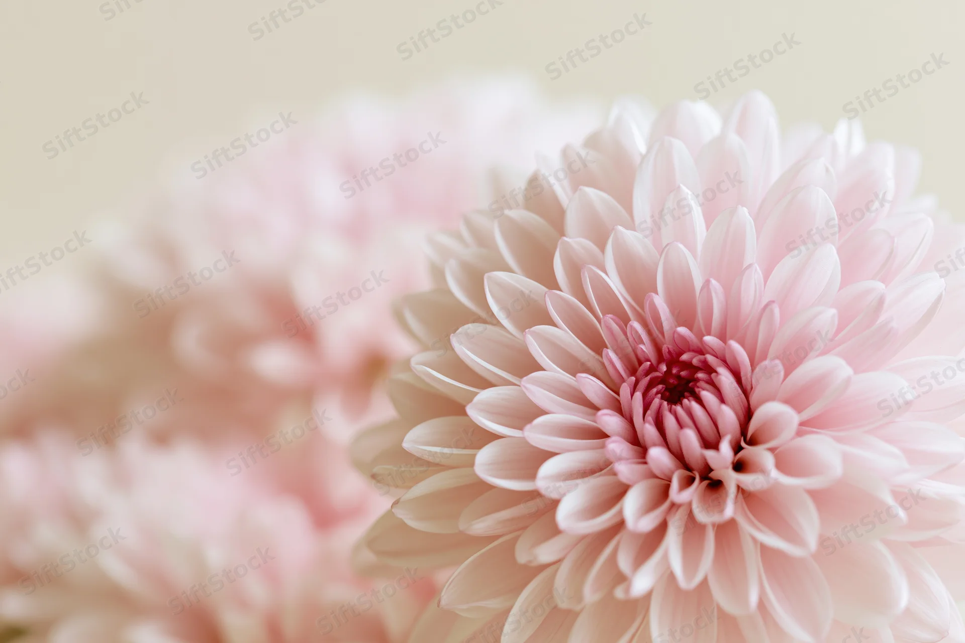 Close-up of a pale pink chrysanthemum bloom with soft focus background