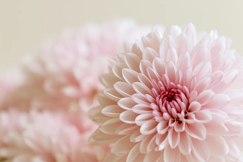 Close-up of a pale pink chrysanthemum bloom with soft focus background