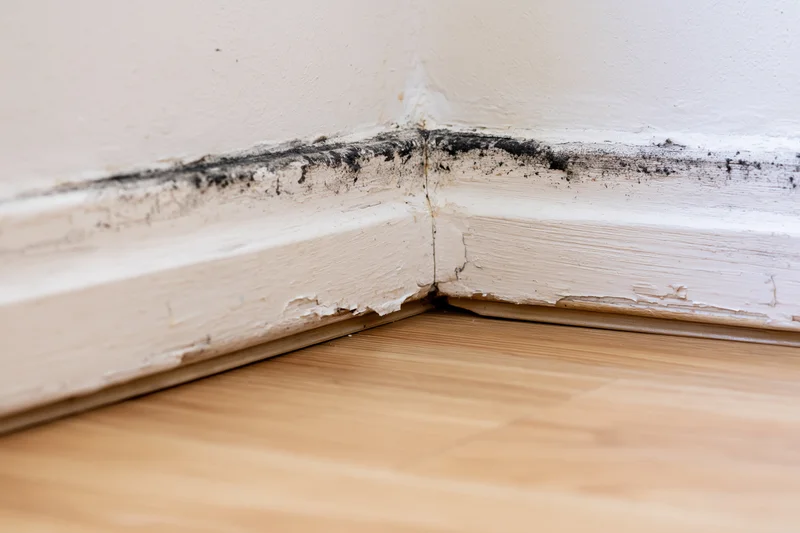 Mold growth along white painted skirting board at room corner meeting bamboo floor