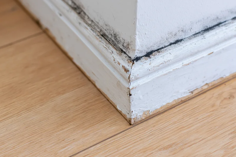 Close-up of a room corner showing mold growth on white painted skirting boards meeting a wooden floor